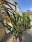 Preview: Euphorbia fimbriata